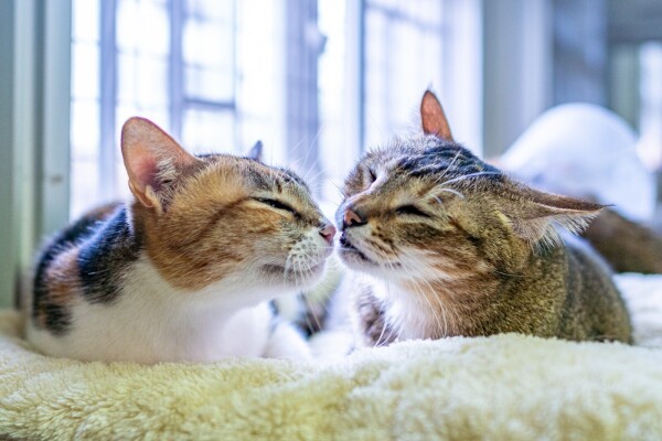 保護遺棄動物協會 (SAA)-3-婚禮當日