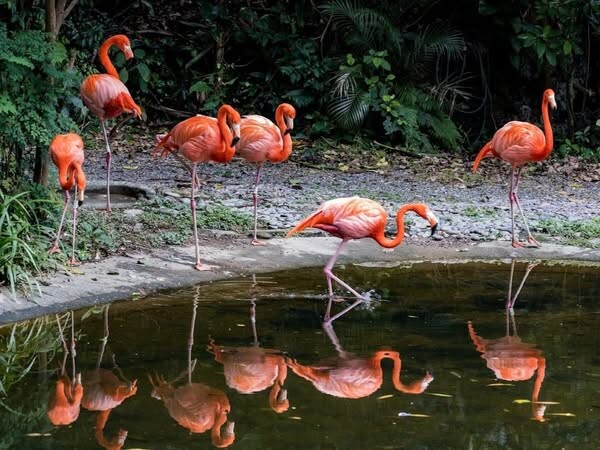 天祥旅遊 Stanley Travel-1-蜜月婚禮