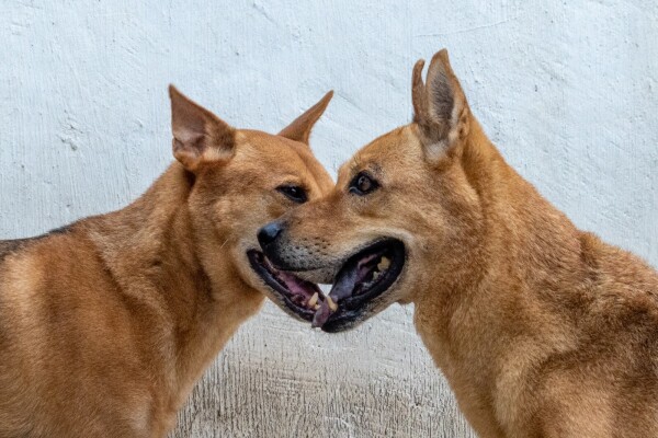 保護遺棄動物協會 (SAA)-4-婚禮當日