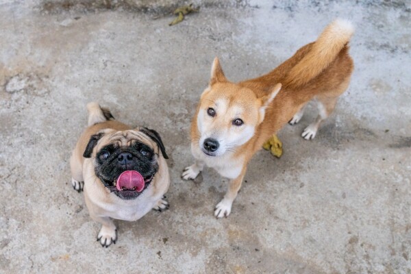 保護遺棄動物協會 (SAA)-1-婚禮當日